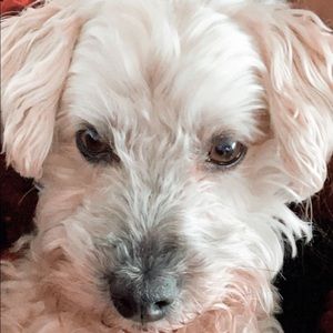 Meet your Posher, Mia